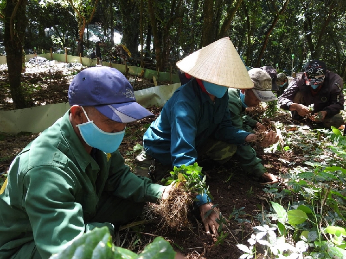 Xuống giống sâm Ngọc Linh.