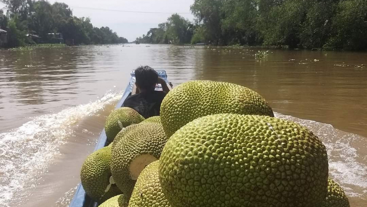 Giá mít Thái đang rớt xuống mức thấp do hiện tại đang vào mùa mưa, mít thu hoạch tại các tỉnh miền Tây rất nhanh hư và khó bảo quản.