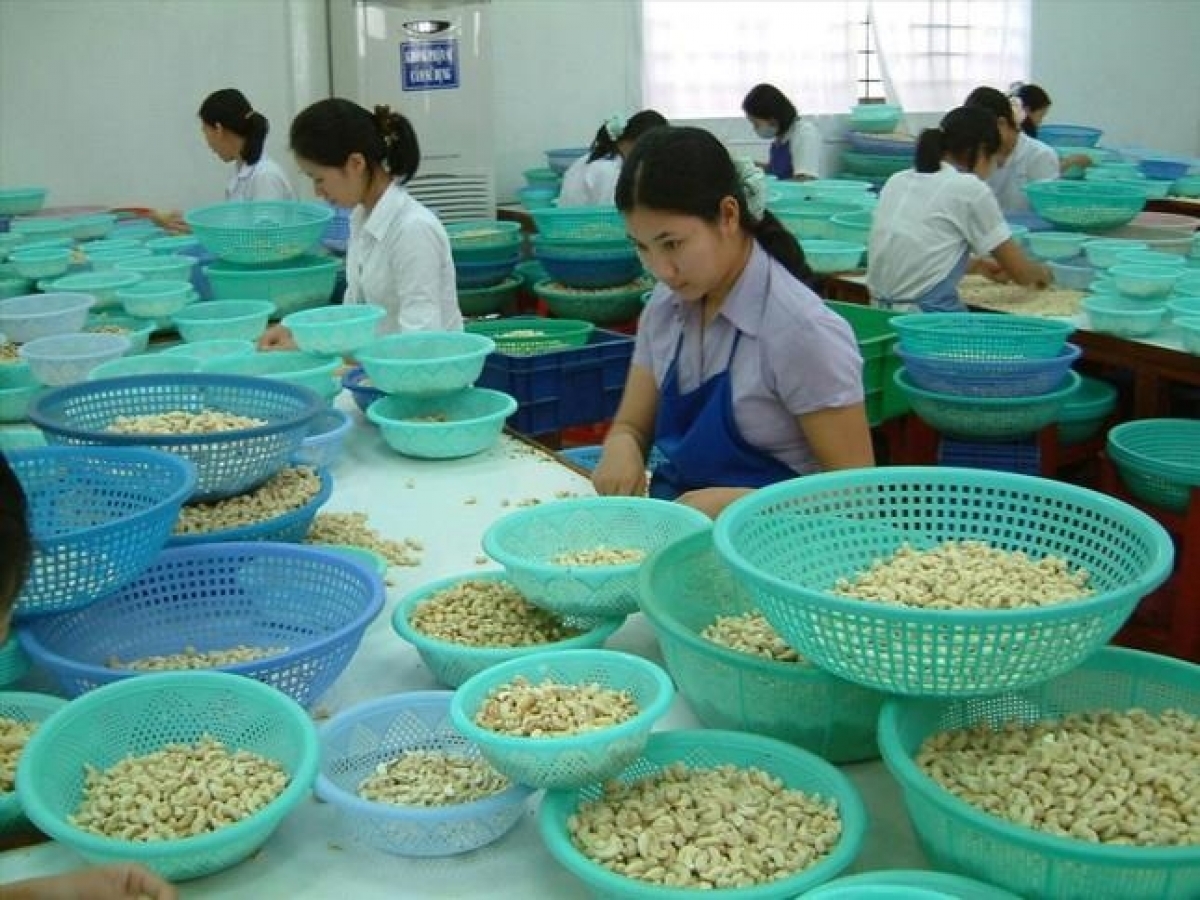 Doanh nghiệp tìm hiểu kỹ hợp đồng xuất khẩu trước khi ký kết. (Ảnh: DN sản xuất điều tại Bình Phước)