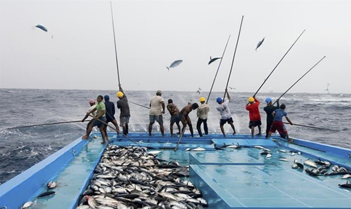 Vùng biển Natuna giàu nguồn lợi thủy sản. (Nguồn: Matakepri)