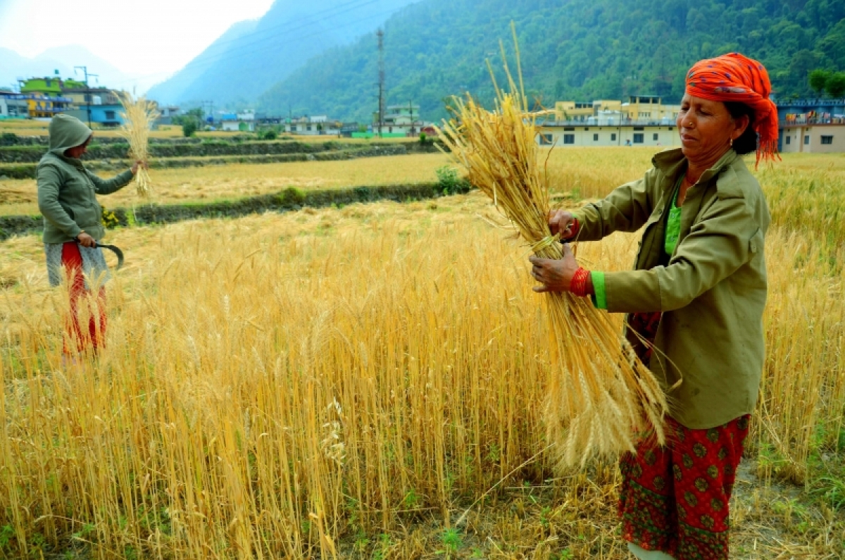 Nông dân tại bang Uttarakhand, miền Bắc Ấn Độ thu hoạch lúa mì đầu tháng 5. (Ảnh: ANI)
