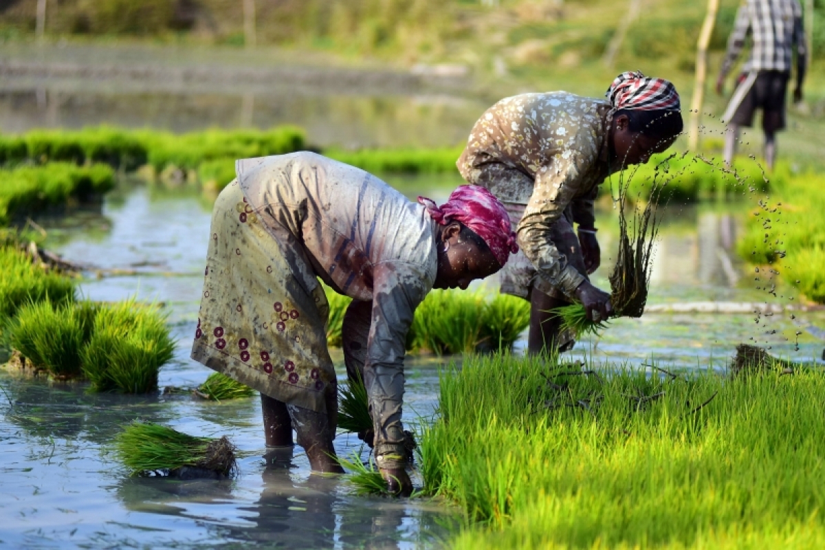 Nông dân bang Assam, Ấn Độ chuẩn bị mạ cho vụ lúa. Ảnh ANI.