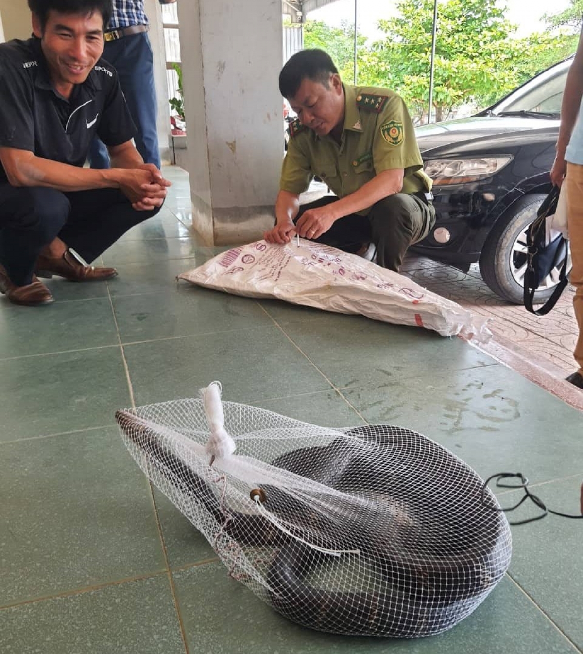 Cá thể rắn hổ mang chúa này nặng đến 2,6 kg, đây là loài rắn cực độc.