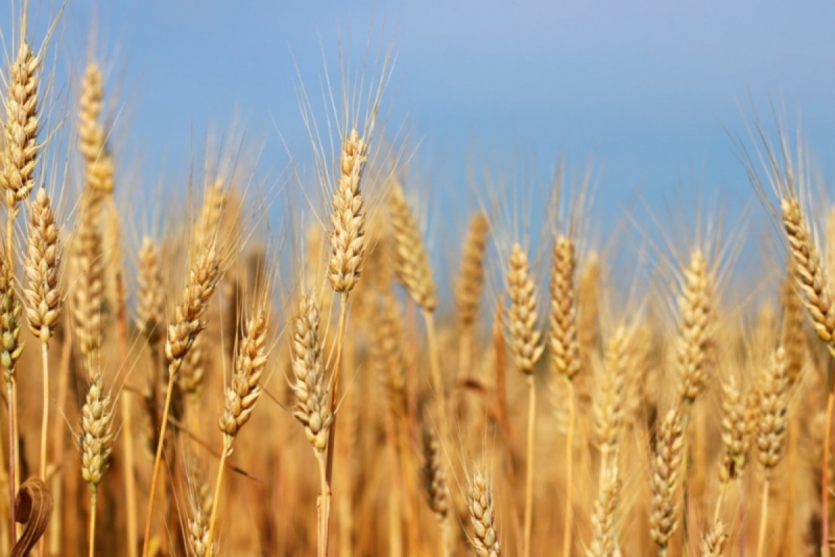 Ảnh minh họa: world grain.com