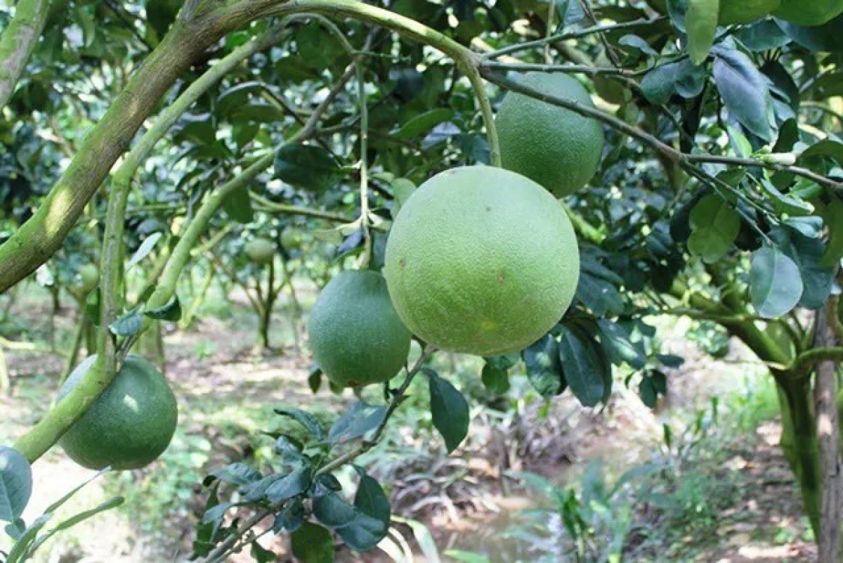 Bưởi da xanh Việt Nam sẽ là loại trái cây thứ 7 tiếp cận thị trường Mỹ.