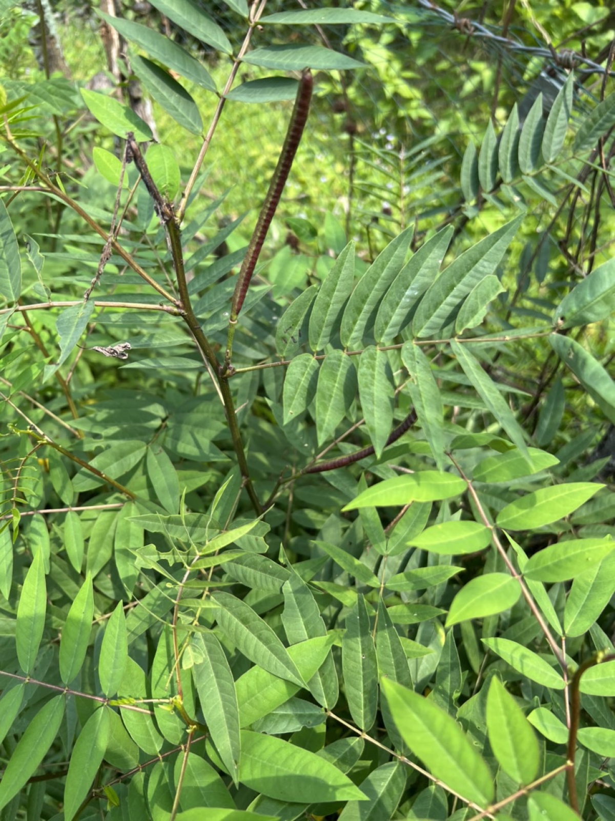 Cây muồng