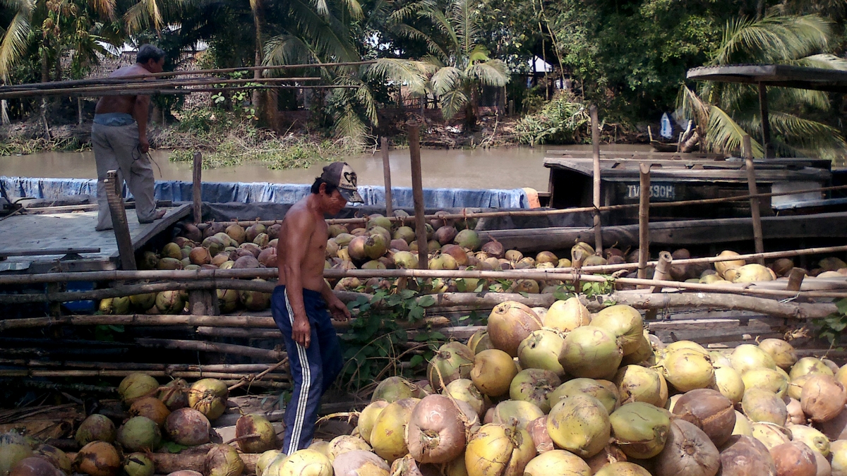 Giá dừa bấp bênh, nông dân Trà Vinh đang hướng sang cây trồng khác.