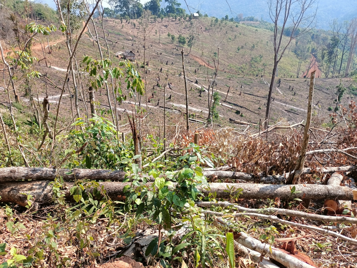 Một phần hiện trường vụ phá hơn 2ha rừng phòng hộ tại xã Hà Tây, huyện Chư Păh