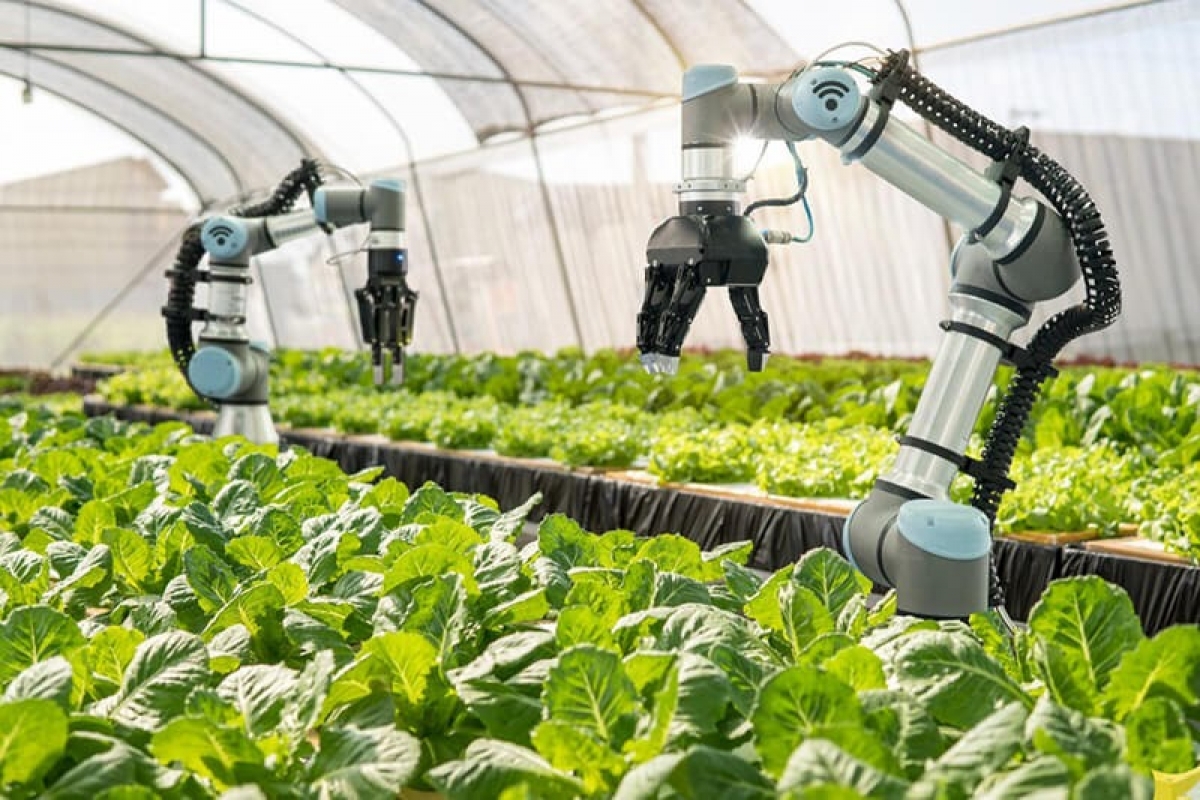 Năm 2020, Australia đã lập 1 doanh nghiệp công, phi lợi nhuận, có tên gọi là Đổi mới nông nghiệp Australia (AIA). (Ảnh minh họa: KT).