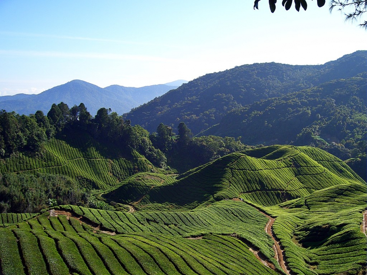 Đồi chè trên cao nguyên Cameron, Malaysia. Nguồn: Wikipedia