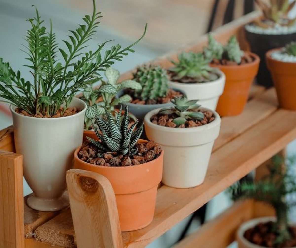 những loại cây nhỏ trang trí cho nhà của bạn hình ảnh 1 nhung loai cay nho trang tri cho nha cua ban hinh anh 1
