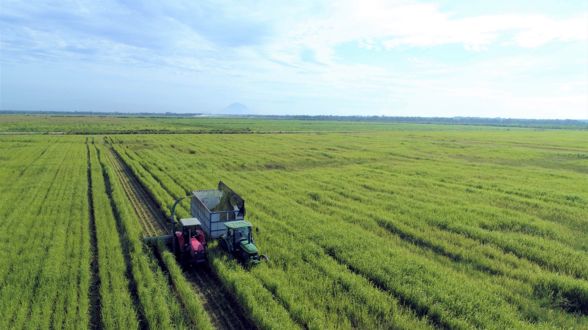 vinamilk green farm-mo hinh trang trai bo sua phat trien ben vung hinh anh 2