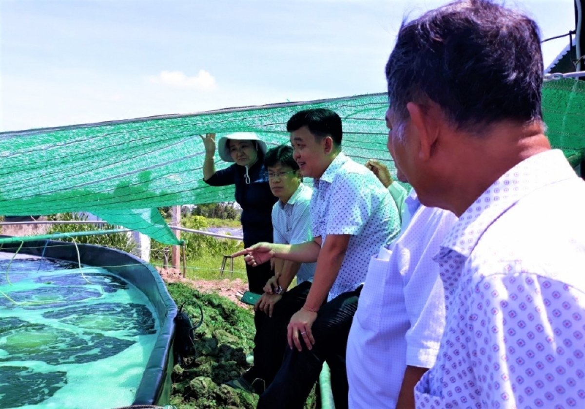người nuôi tôm gặp nhiều khó khăn vì thời tiết bất lợi hình ảnh 1 nguoi nuoi tom gap nhieu kho khan vi thoi tiet bat loi hinh anh 1