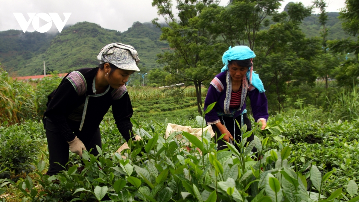 lai châu xúc tiến sản phẩm chè vào trung Đông, bắc phi và nam Á hình ảnh 1 lai chau xuc tien san pham che vao trung Dong, bac phi va nam A hinh anh 1