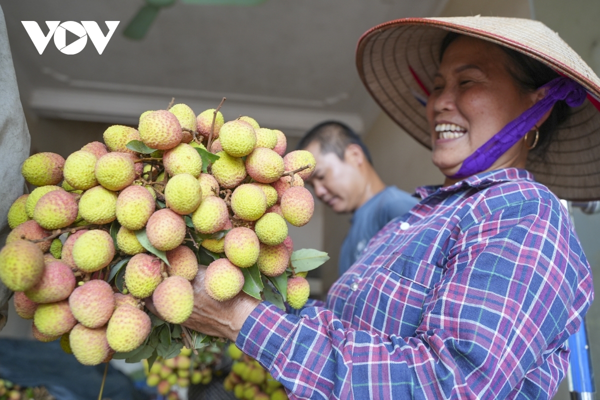 vải thiều sang châu Âu có giá tới 650.000 đồng kg hình ảnh 1 vai thieu sang chau Au co gia toi 650.000 dong kg hinh anh 1