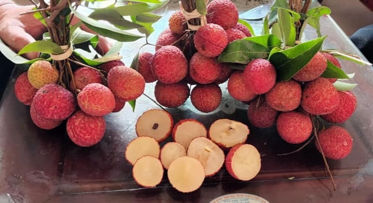 vải không hạt 200 nghìn kg gây sốt thị trường hình ảnh 1 vai khong hat 200 nghin kg gay sot thi truong hinh anh 1