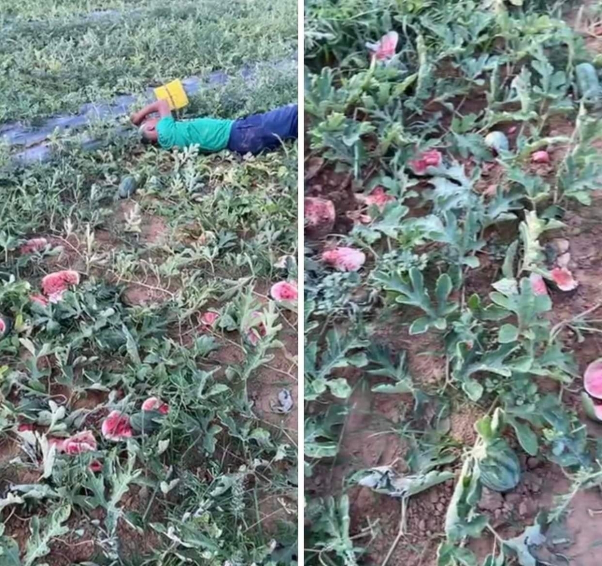 lão nông nghèo tha thứ cho những kẻ đã phá nát ruộng dưa của mình hình ảnh 1 lao nong ngheo tha thu cho nhung ke da pha nat ruong dua cua minh hinh anh 1