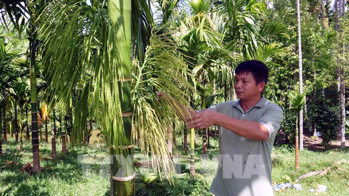 chuyên gia cảnh báo tình trạng ồ ạt trồng cau tại bến tre hình ảnh 1 chuyen gia canh bao tinh trang o at trong cau tai ben tre hinh anh 1