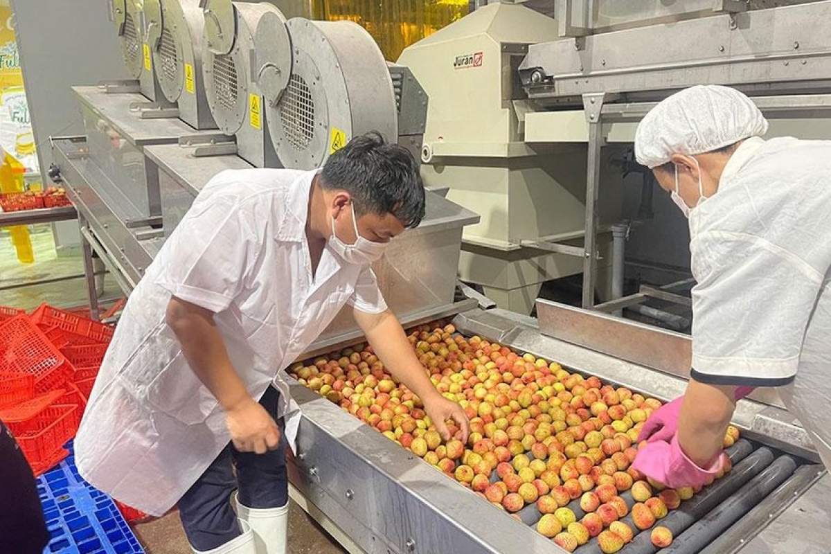 vướng hàng rào kỹ thuật, nông sản việt nam ít vào được thái lan hình ảnh 1 vuong hang rao ky thuat, nong san viet nam it vao duoc thai lan hinh anh 1