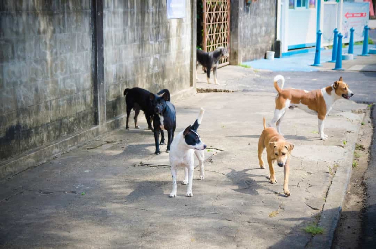 Dieu gi se xay ra neu con nguoi bien mat khoi trai Dat hinh anh 2