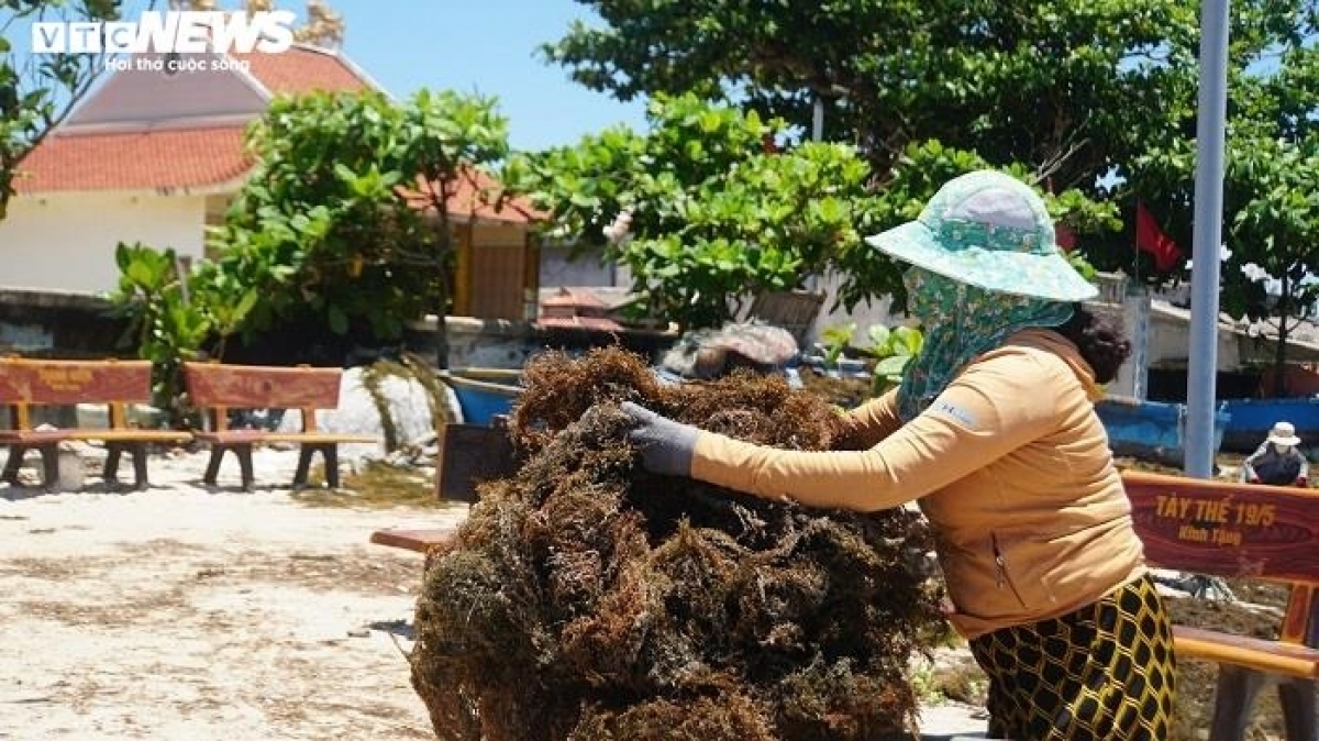 Anh lan bien san rong mo, ban dat nhu tom tuoi hinh anh 7
