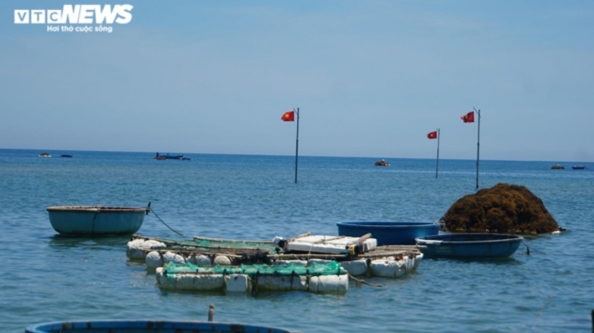 Anh lan bien san rong mo, ban dat nhu tom tuoi hinh anh 9