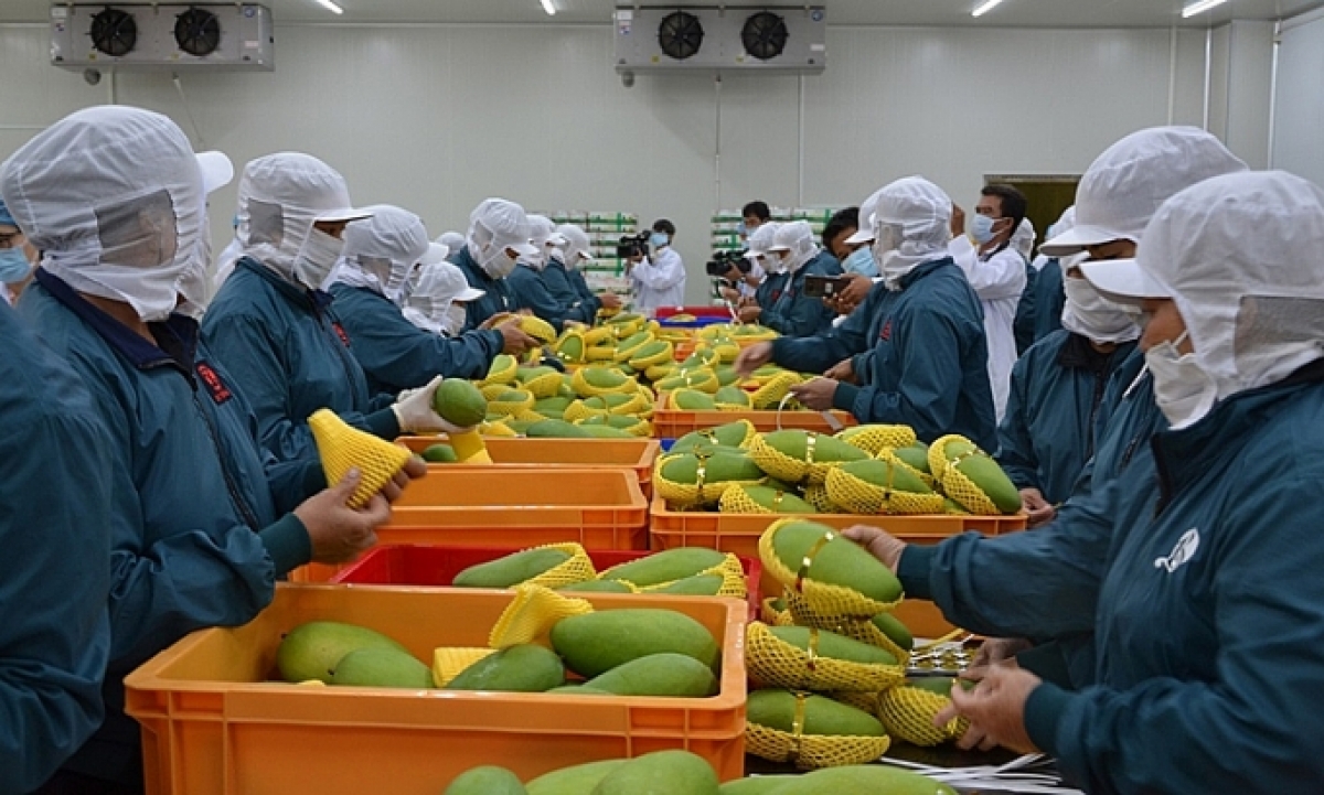 thúc đẩy hợp tác việt nam- eu trong lĩnh vực hàng nông sản hình ảnh 1 thuc day hop tac viet nam- eu trong linh vuc hang nong san hinh anh 1