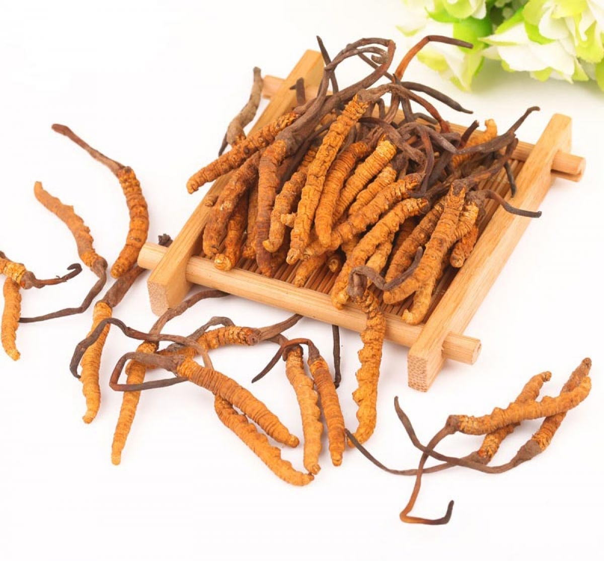 Đông trùng hạ thảo tự nhiên ở tây nguyên hy vọng thần dược, nỗi lo độc dược hình ảnh 1 Dong trung ha thao tu nhien o tay nguyen hy vong than duoc, noi lo doc duoc hinh anh 1