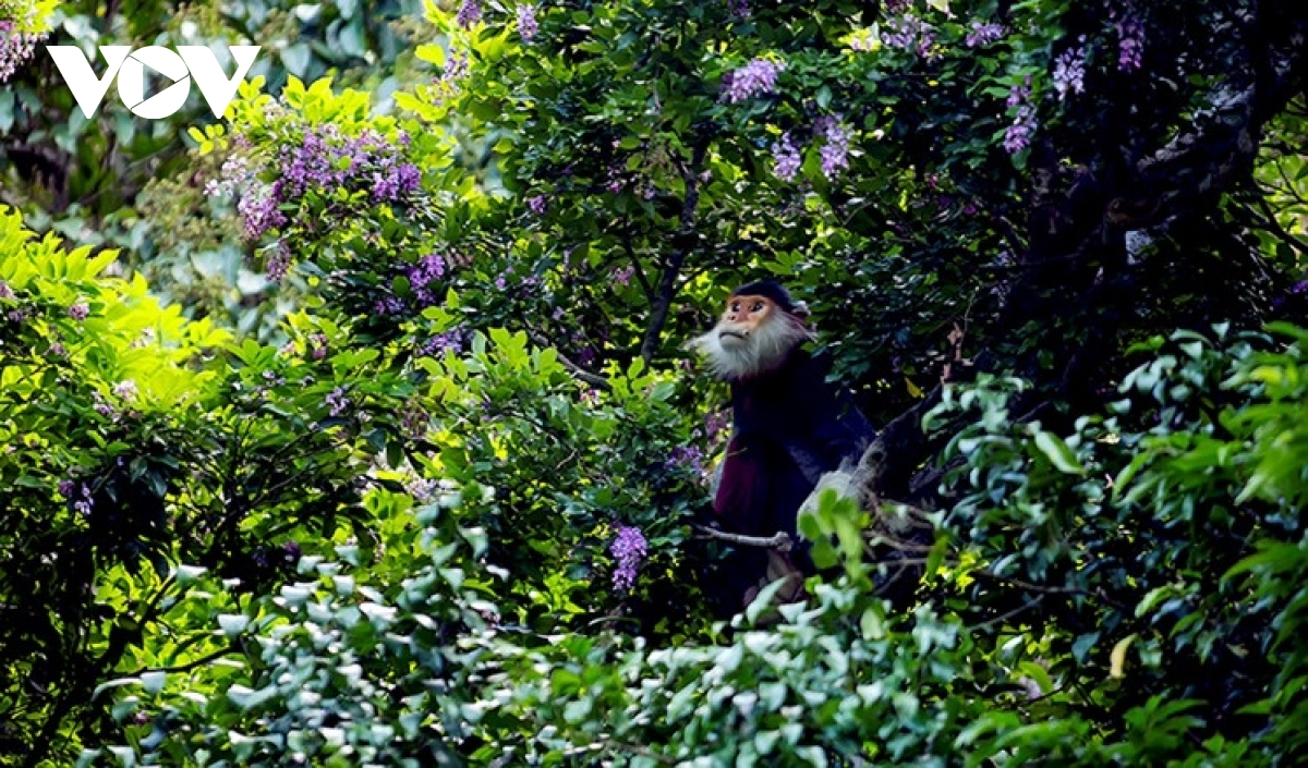 Chủ động giám sát bệnh đậu mùa khỉ trên động vật hoang dã