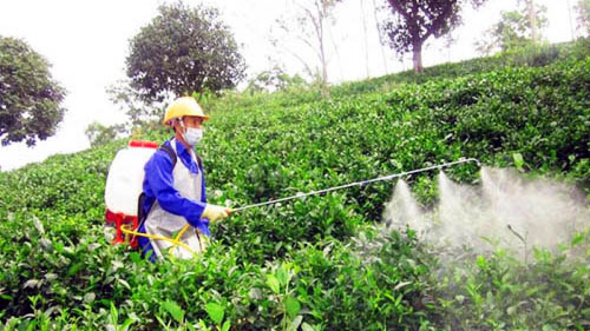 rà soát thông tin về tỷ lệ mẫu rau quả, thuỷ sản vượt mức an toàn hình ảnh 1 ra soat thong tin ve ty le mau rau qua, thuy san vuot muc an toan hinh anh 1