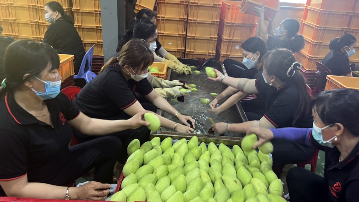 trái cây lên giá nhưng nhiều nhà vườn thiếu nguồn cung hình ảnh 1 trai cay len gia nhung nhieu nha vuon thieu nguon cung hinh anh 1