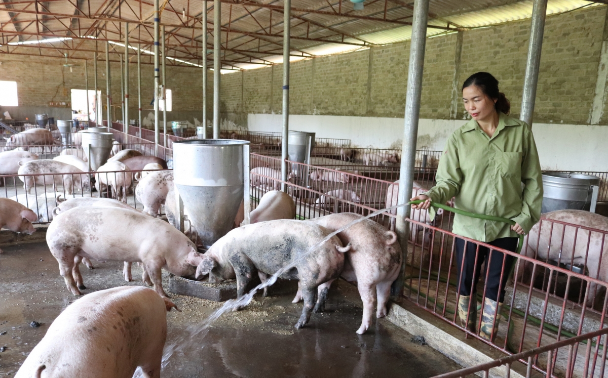 bắc ninh phát triển chăn nuôi lợn bền vững, đảm bảo nguồn cung thực phẩm hình ảnh 1 bac ninh phat trien chan nuoi lon ben vung, dam bao nguon cung thuc pham hinh anh 1