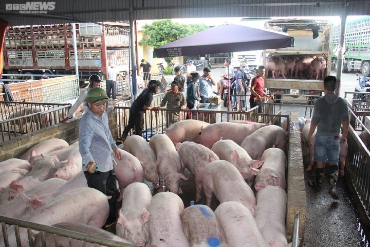 nguoi chan nuoi khong tai dan, noi lo khung hoang thi truong heo hoi hinh anh 1