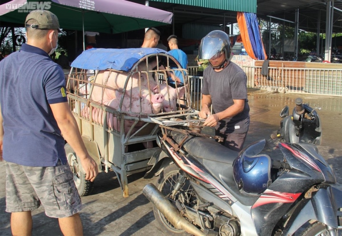 nguoi chan nuoi khong tai dan, noi lo khung hoang thi truong heo hoi hinh anh 2