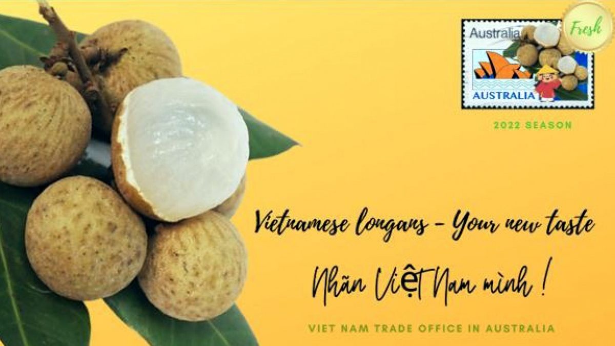 nhãn tươi việt nam được phân phối rộng khắp tại thị trường australia hình ảnh 1 nhan tuoi viet nam duoc phan phoi rong khap tai thi truong australia hinh anh 1