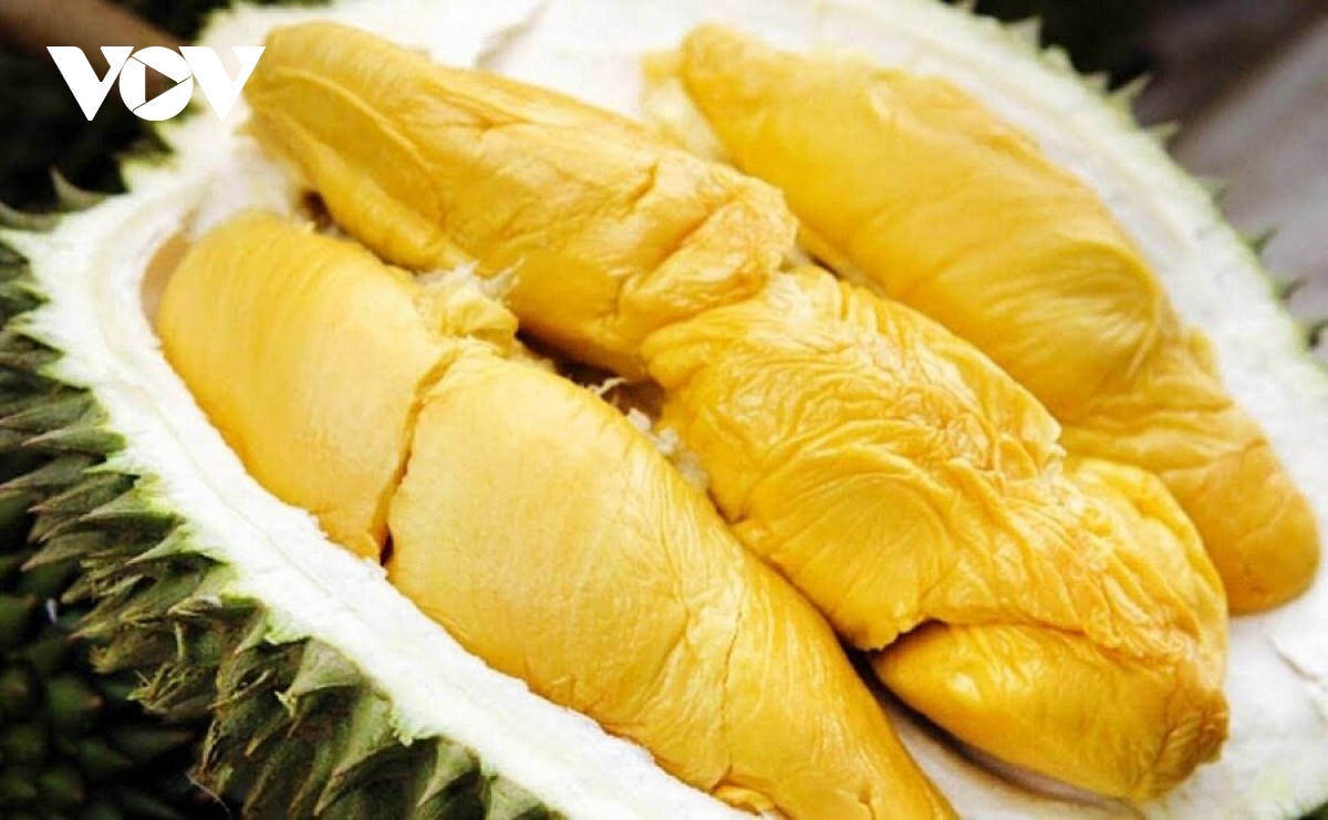 51 mã vùng trồng sầu riêng đạt tiêu chuẩn xuất khẩu sang trung quốc hình ảnh 1 51 ma vung trong sau rieng dat tieu chuan xuat khau sang trung quoc hinh anh 1