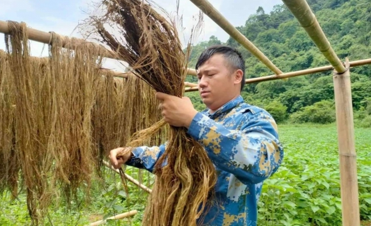 cây gai xanh ap1 hướng đi mới trong phát triển kinh tế của nông dân cao bằng hình ảnh 3 cay gai xanh ap1 huong di moi trong phat trien kinh te cua nong dan cao bang hinh anh 3