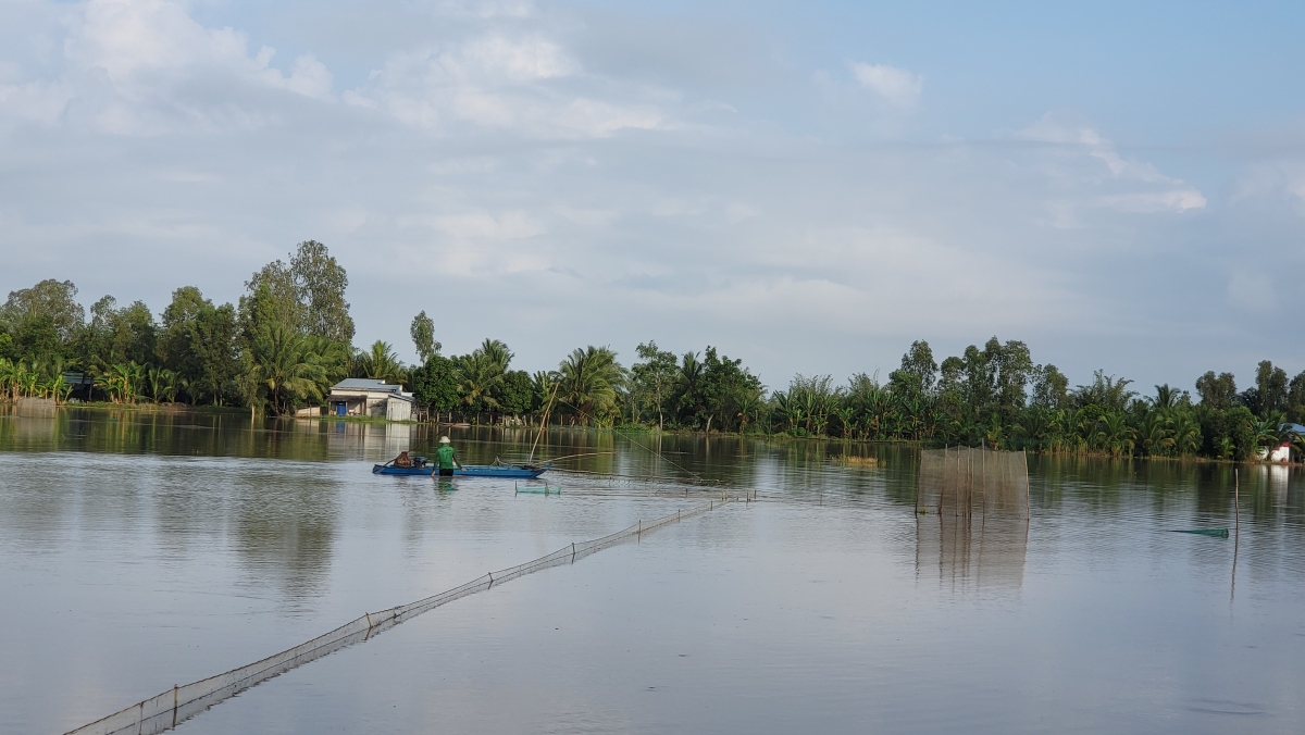 gần 3.500 ha lúa, cây ăn trái, rau màu, khóm, mía bị ngập úng ở hậu giang hình ảnh 1 gan 3.500 ha lua, cay an trai, rau mau, khom, mia bi ngap ung o hau giang hinh anh 1