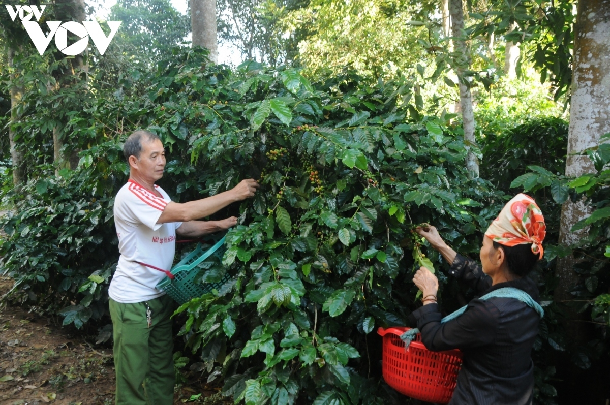 giải pháp nâng cao năng suất, chất lượng 5.000 ha cà phê ở tp sơn la hình ảnh 2 giai phap nang cao nang suat, chat luong 5.000 ha ca phe o tp son la hinh anh 2