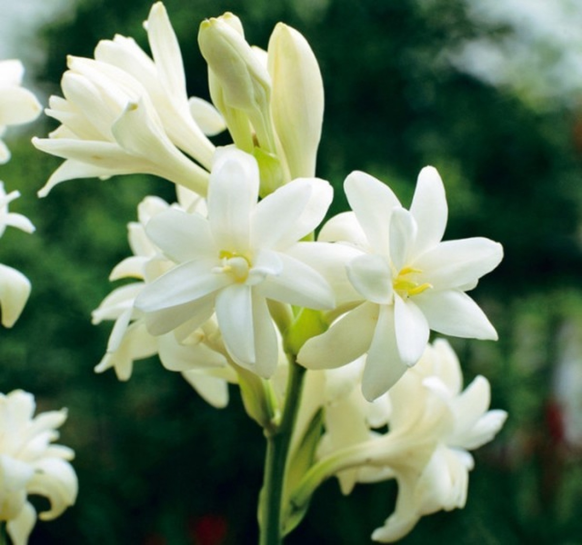 nhung loai hoa thom nhat vao ban dem hinh anh 2