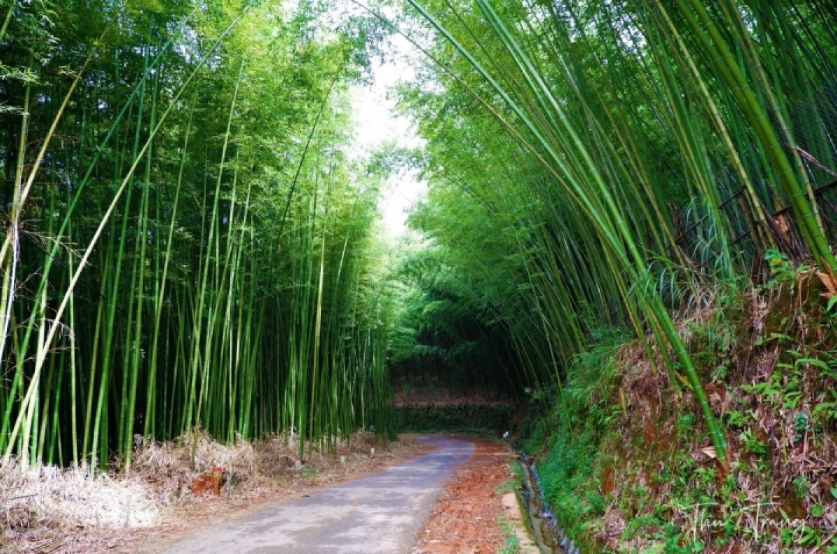 thoa suc bo tui anh dep voi nhung rung truc day me hoac it nguoi biet o cao bang hinh anh 2