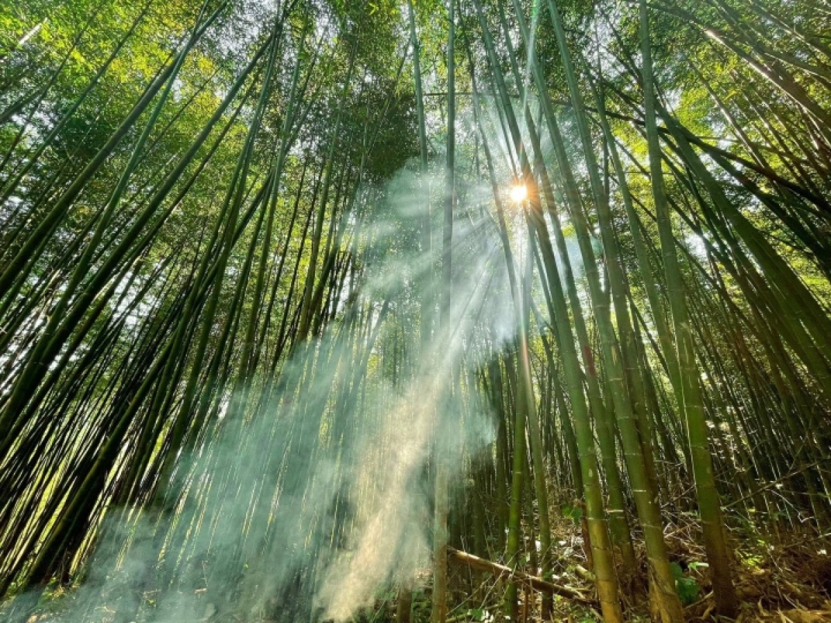 thoa suc bo tui anh dep voi nhung rung truc day me hoac it nguoi biet o cao bang hinh anh 7