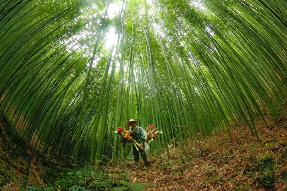 thoa suc bo tui anh dep voi nhung rung truc day me hoac it nguoi biet o cao bang hinh anh 5