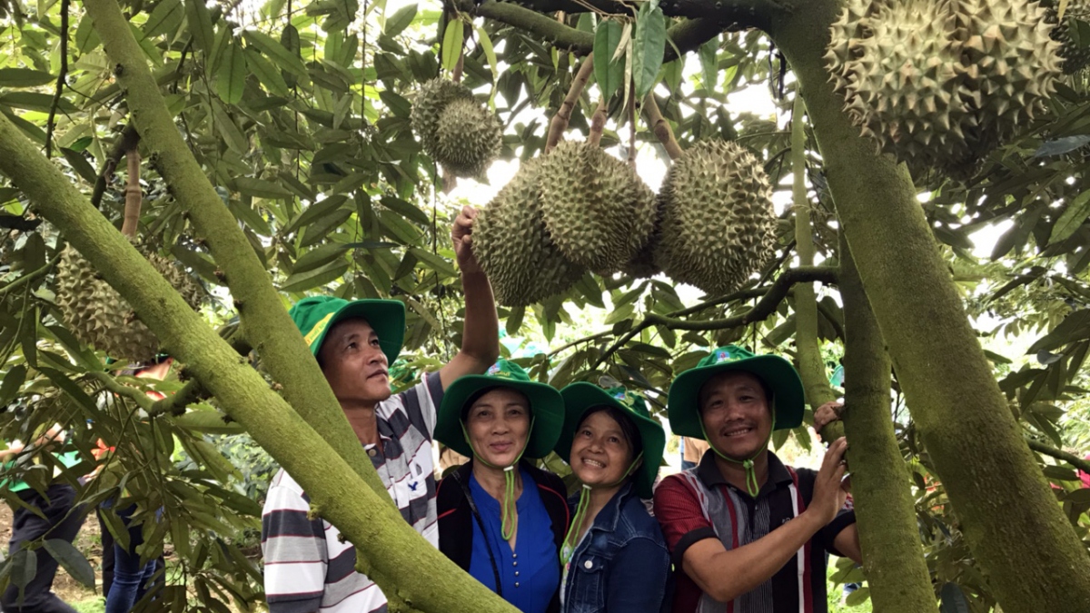 npk phú mỹ gắn liền với phát triển bền vững cây sầu riêng hình ảnh 1 npk phu my gan lien voi phat trien ben vung cay sau rieng hinh anh 1