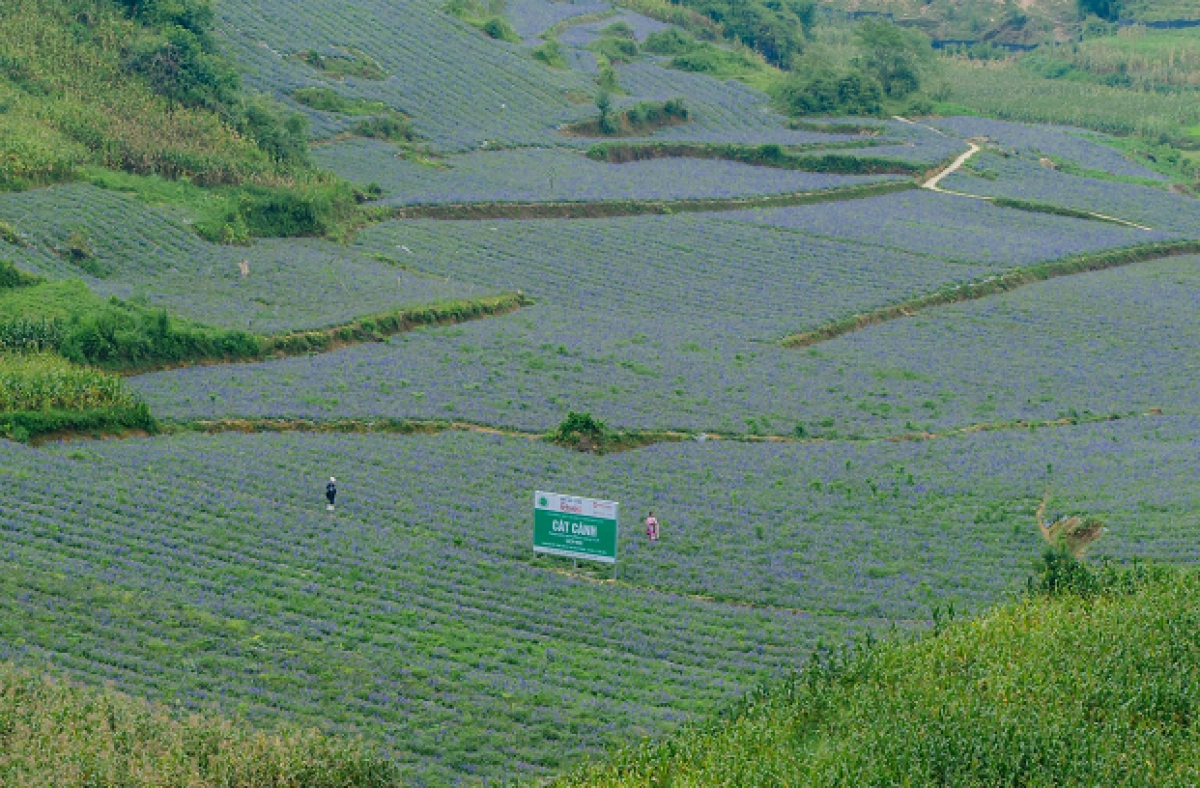 nam duoc co vung trong duoc lieu chuan, nang tam thuong hieu quoc gia hinh anh 3