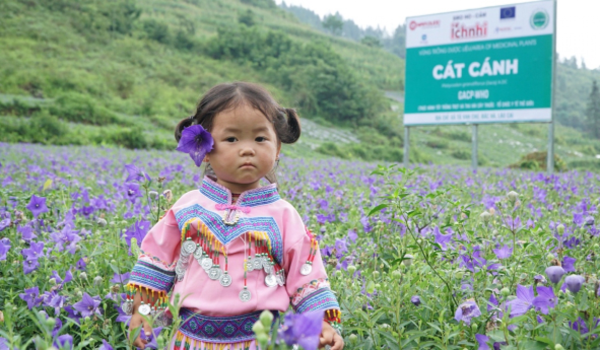 nam duoc co vung trong duoc lieu chuan, nang tam thuong hieu quoc gia hinh anh 4