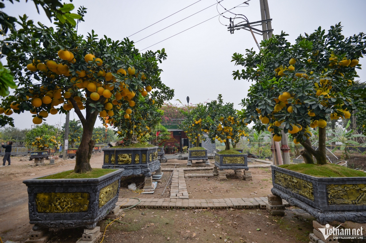 cay buoi dien tram qua gia 200 trieu dong o ha noi hinh anh 1