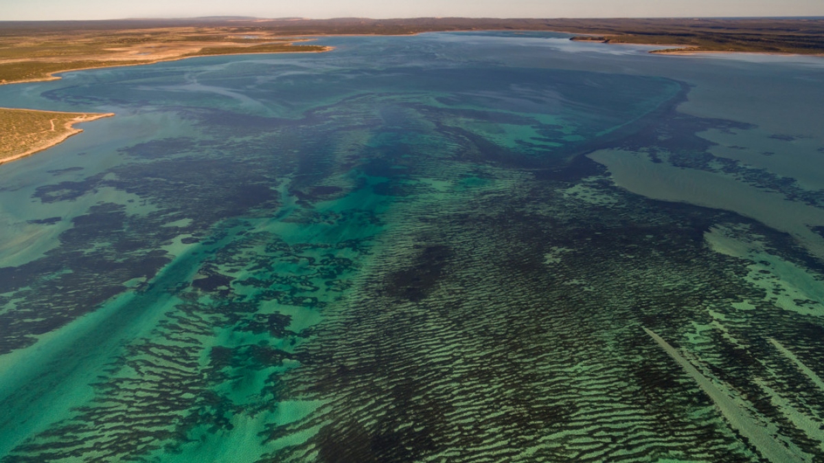 nhung loai sinh vat lon nhat the gioi khong phai dong vat hinh anh 9