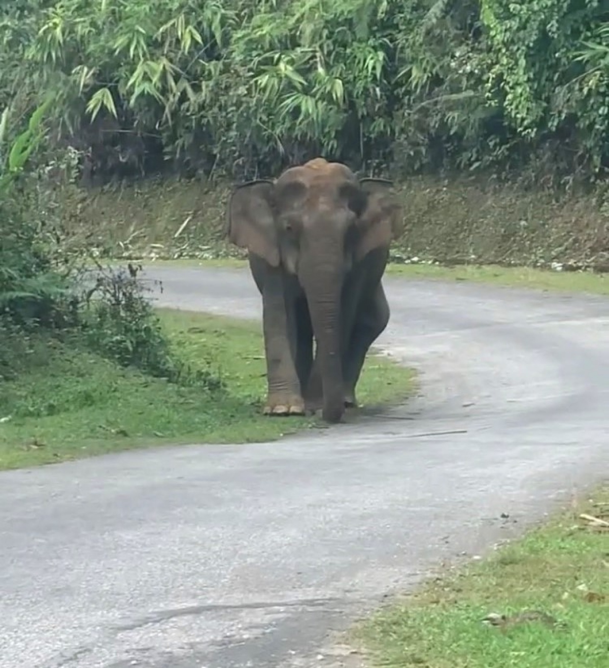 voi rừng bất ngờ xuất hiện gần khu dân cư tại nghệ an hình ảnh 1 voi rung bat ngo xuat hien gan khu dan cu tai nghe an hinh anh 1