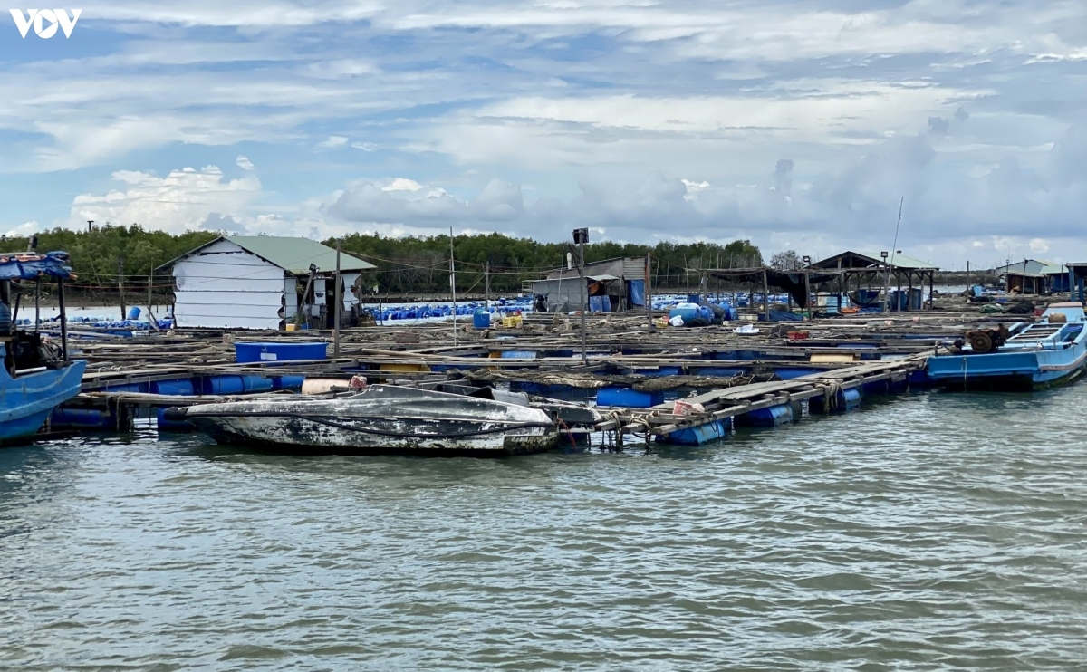 nhiều hộ nuôi cá lồng bè ở bà rịa - vũng tàu giảm quy mô hình ảnh 1 nhieu ho nuoi ca long be o ba ria - vung tau giam quy mo hinh anh 1